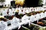 Wydzielona kwatera wojenna �o�nierzy Wojska Polskiego poleg�ych we wrze�niu 1939 r. - cm. rz-kat. w Modlnej. W�r�d poleg�ych upami�tnionych Czes�aw Janecki – mogi�a w g��bi kwatery. Stan z dn. 01.11. 2011 r. [fot. Staszek S�omczy�ski "staahoo"(��d�)].