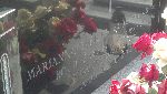 Roch �abicki upami�tniony na imiennej tablicy epitafijnej grobu rodzinnego na cmentarzu parafialnym w Warcie. Stan z dn. 27 sierpnia 2012 r. (fot. Dariusz Ka�mierczak).