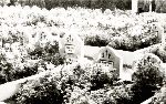 Cmentarz w Modlnej w latach 60-tych XX w. Gr�b Witolda Kuli. Fot. ze zb. D. Szczepaniaka.
