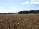 Pole we wsi Jan�w (d. Kresy B), na kt�rym zlokalizowana by�a pierwsza mogi�a Jana Myszkiera (inf. i fot. Tomasz Krzemi�ski, dn. 03. 08. 2011 r.).