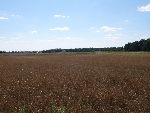Pole we wsi Jan�w (d. Kresy B), na kt�rym zlokalizowana by�a pierwsza mogi�a Jana Myszkiera (inf. i fot. Tomasz Krzemi�ski, dn. 03. 08. 2011 r.).