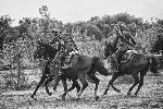 Walki nad Bzur� we wrze�niu 1939 r. odtworzone podczas widowiska historycznego pt. „Obroni� miasto!” w dniu 15 wrze�nia 2012 r. w Sochaczewie (fot. �cibor Wolda�ski).