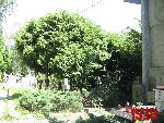 Pruszk�w, ul. Cmentarna, kwatera wojenna. Stan z dn. 28. 06. 2012 r. (fot. Tomasz Karolak).