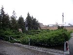 Stryk�w, ul. Cmentarna, mogi�a zbiorowa. Stan z dn. 31. 10. 2011 r. (fot. Zbigniew Adamas).