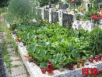 Niebor�w, mogi�a zbiorowa. Stan z dn. 25. 06. 2011 r. (fot. Tomasz Karolak).