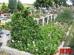 Niebor�w, mogi�a zbiorowa. Stan z dn. 25. 06. 2011 r. (fot. Tomasz Karolak).