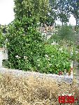 Niebor�w, mogi�a zbiorowa. Stan z dn. 25. 06. 2011 r. (fot. Tomasz Karolak).