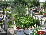 Niebor�w, mogi�a zbiorowa. Stan z dn. 25. 06. 2011 r. (fot. Tomasz Karolak).
