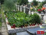 Niebor�w, mogi�a zbiorowa. Stan z dn. 25. 06. 2011 r. (fot. Tomasz Karolak).