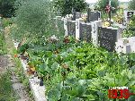 Niebor�w, mogi�a zbiorowa. Stan z dn. 25. 06. 2011 r. (fot. Tomasz Karolak).