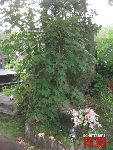 Warszawa, al. Marsza�ka J�zefa Pi�sudskiego, mogi�a indywidualna. Stan z dn. 25 lipca 2016 r. (fot. Tomasz Karolak).