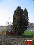 O�tarzew, ul. Nizinna, krzy� i g�az pami�tkowy. Stan z dn. 12. 11. 2011 r. (fot. Tomasz Karolak).